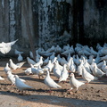 護生園區內的鴿群